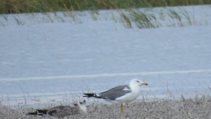 Van gölü martısı