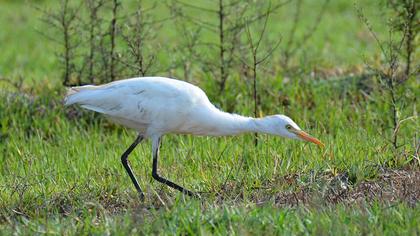 Sığır balıkçılı