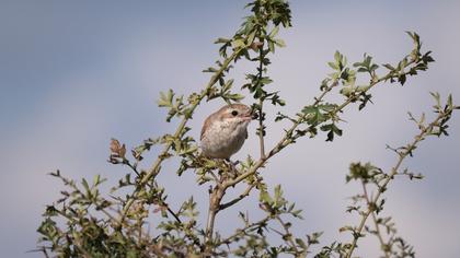 Kızılsırtlı örümcekkuşu