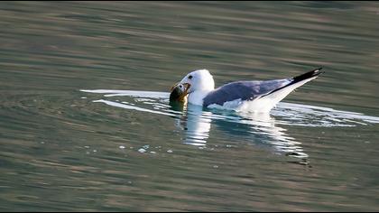 Van gölü martısı