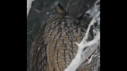 Kulaklı orman baykuşu