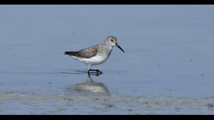 Karakarınlı kumkuşu