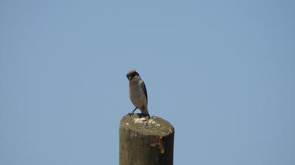 Kızılbaşlı örümcekkuşu