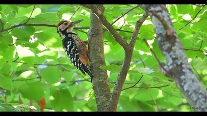 Aksırtlı ağaçkakan