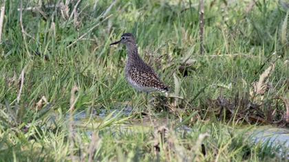 Orman düdükçünü