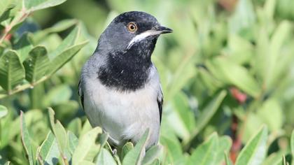 Karaboğazlı ötleğen