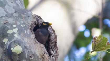 Common Myna