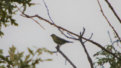 Willow Warbler