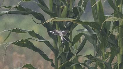 Büyük örümcekkuşu