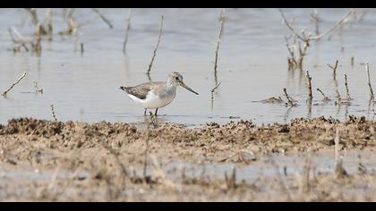 Terek düdükçünü