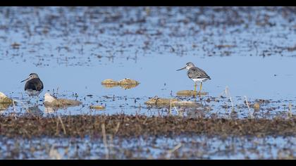 Terek Sandpiper
