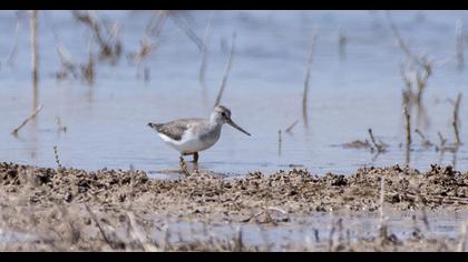Terek düdükçünü