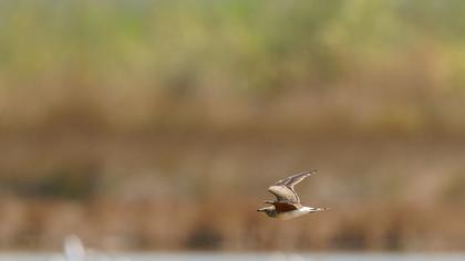 Bataklıkkırlangıcı