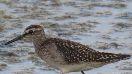 Orman düdükçünü