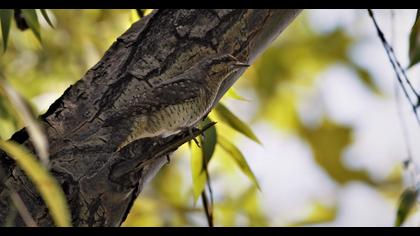Eurasian Wryneck