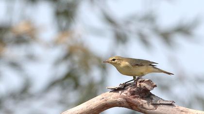 Willow Warbler