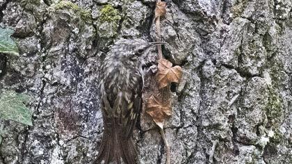 Orman tırmaşıkkuşu