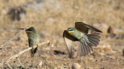 Blue-cheeked Bee-eater