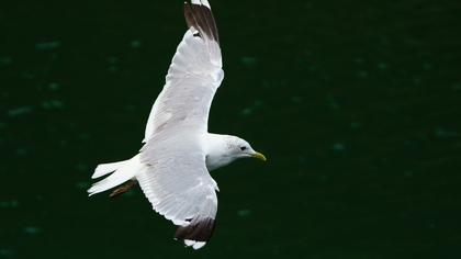 Küçük gümüş martı