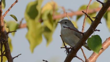 Pembegöğüslü ötleğen