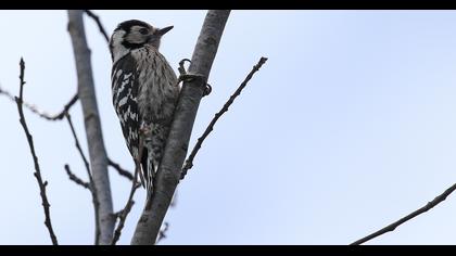 Küçük ağaçkakan