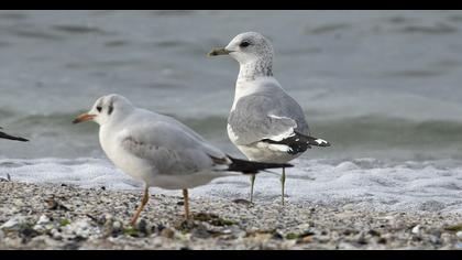 Küçük gümüş martı