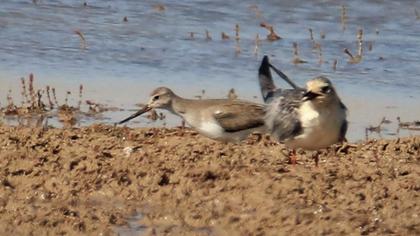 Terek düdükçünü