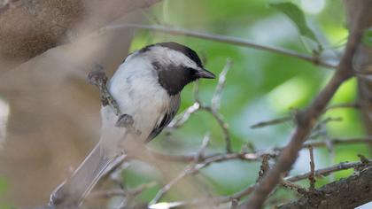 Akyanaklı baştankara