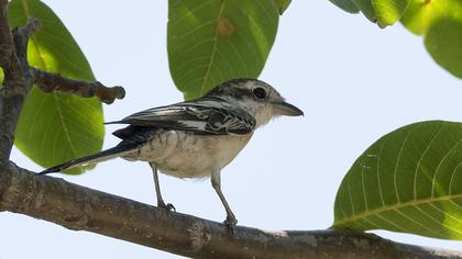 Maskeli örümcekkuşu