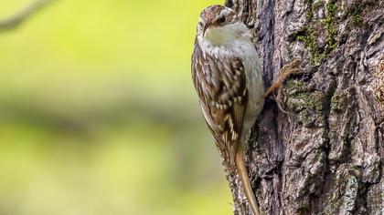 Bahçe tırmaşıkkuşu