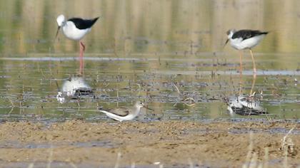 Terek düdükçünü
