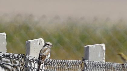 Kızılbaşlı örümcekkuşu