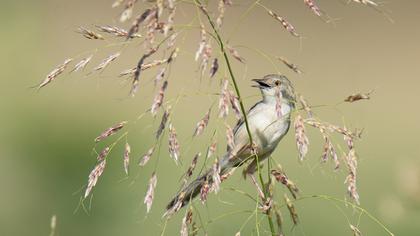Dikkuyruklu ötleğen