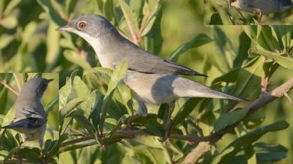 Pembegöğüslü ötleğen