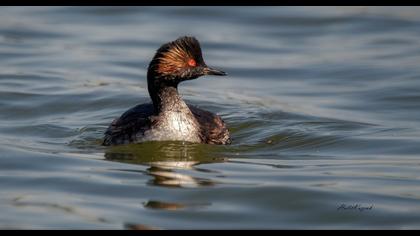 Karaboyunlu batağan
