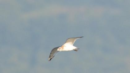 Küçük gümüş martı