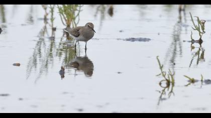 Sarıbacaklı kumkuşu