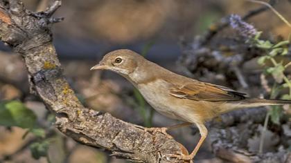 Akgerdanlı ötleğen