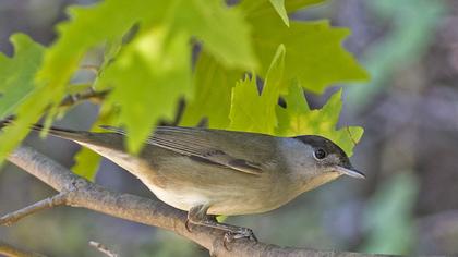 Karabaşlı ötleğen