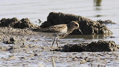 Karakarınlı kumkuşu