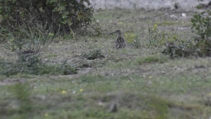 Sürmeli kervançulluğu