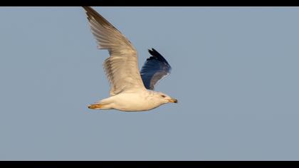 Van gölü martısı