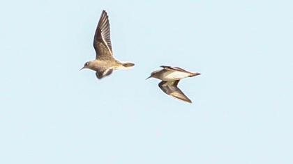 Sarıbacaklı kumkuşu