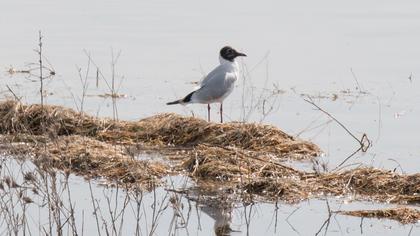 Black-headed Gull