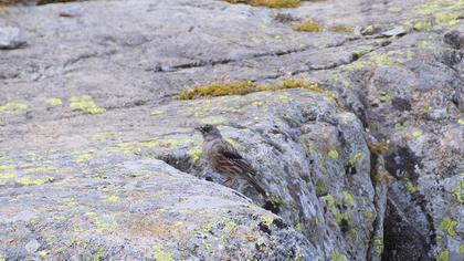 Büyük dağbülbülü