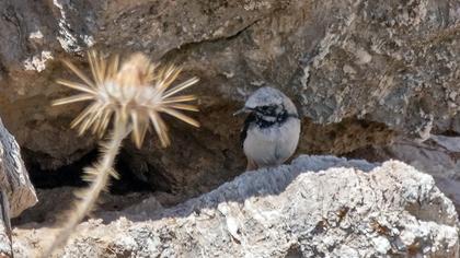 Aksırtlı kuyrukkakan
