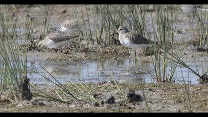 Karakarınlı kumkuşu
