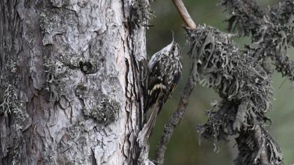 Orman tırmaşıkkuşu