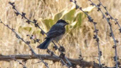 Akyanaklı baştankara