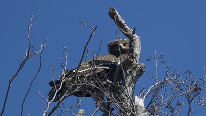 Büyük orman kartalı